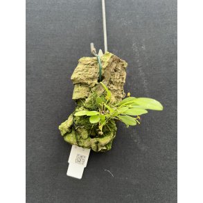 Platystele stenostachya