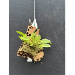 Platystele stenostachya