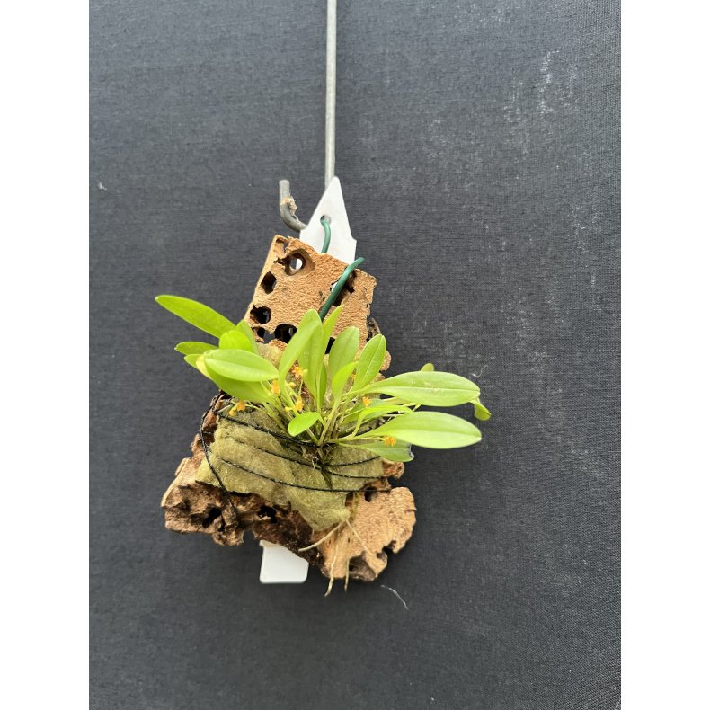 Platystele stenostachya