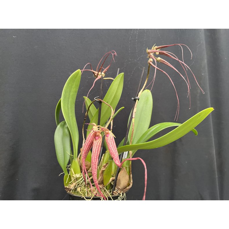 Bulbophyllum Elisabeth Ann 