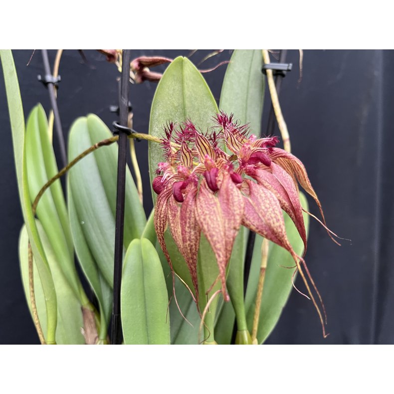 Bulbophyllum rothschildianum