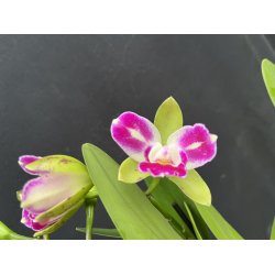 Cattleya Green Genius
