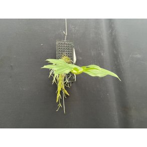 Dendrobium ochreatum