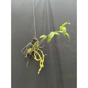 Dendrobium findlayanum