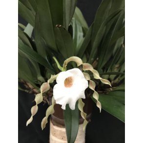 Trichopilia tortilis