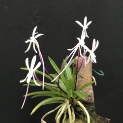 Neofinetia falcata 'Shutennou'