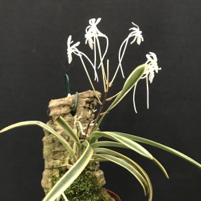 Neofinetia falcata Tamakonngou