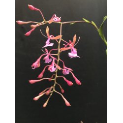 Epidendrum capri-cornu