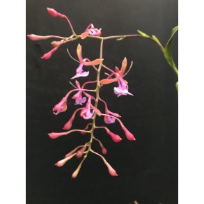 Epidendrum capri-cornu