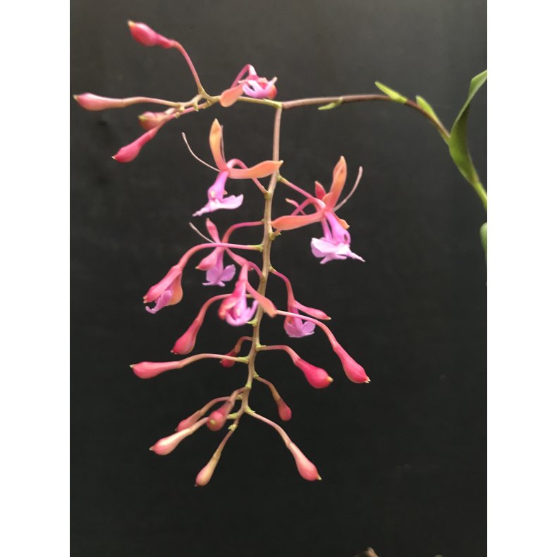 Epidendrum capri-cornu