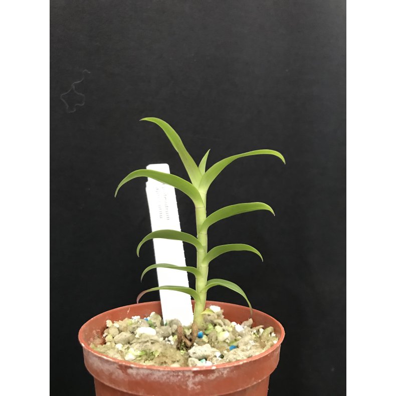 Epidendrum capri-cornu