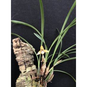 Maxillaria chrysantha