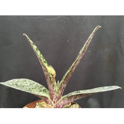 Paphiopedilum venustum 