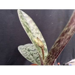 Paphiopedilum venustum 