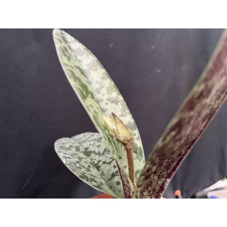 Paphiopedilum venustum 