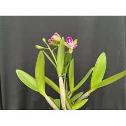 Cattleya Green Genius