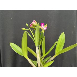 Cattleya Green Genius