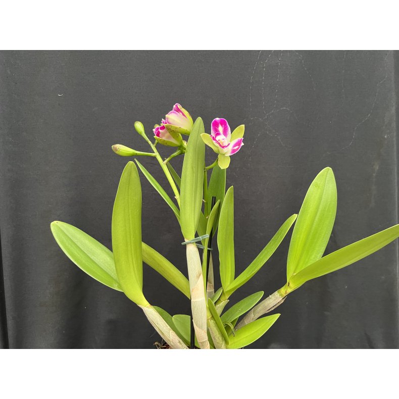 Cattleya Green Genius