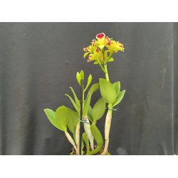 Cattleya Kaleidoskop