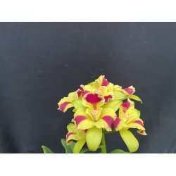 Cattleya Kaleidoskop