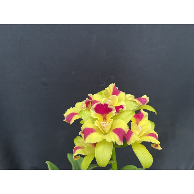 Cattleya Kaleidoskop