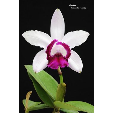 Cattleya