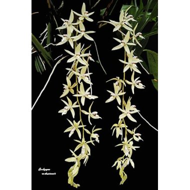 Coelogyne