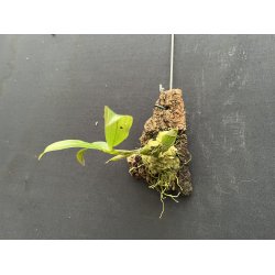 Dendrobium lamellatum