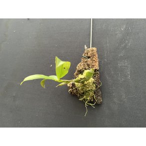 Dendrobium lamellatum