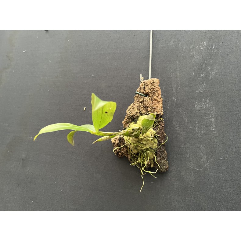 Dendrobium lamellatum