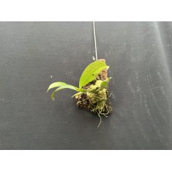 Dendrobium lamellatum