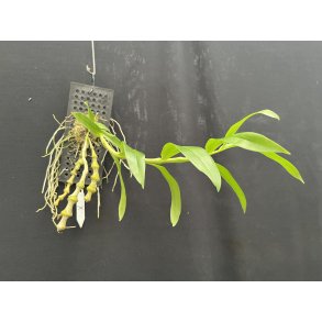 Dendrobium pendulum