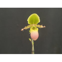 Paphiopedilum primulinum purpurascens