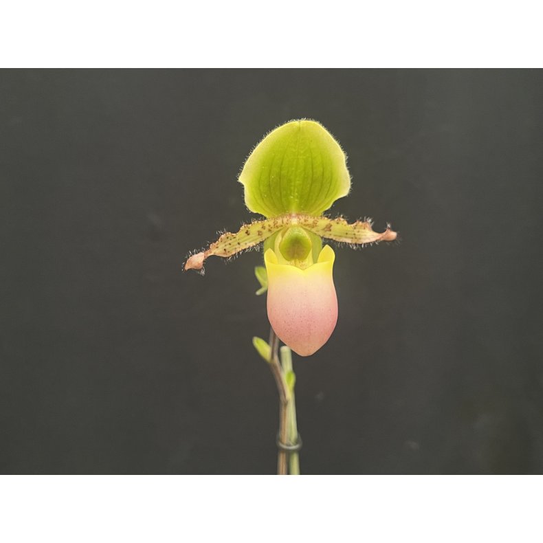 Paphiopedilum primulinum purpurascens