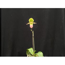 Paphiopedilum primulinum purpurascens