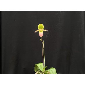 Paphiopedilum primulinum purpurascens