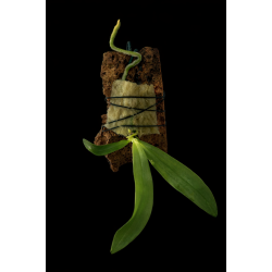 Phalaenopsis deliciosa alba