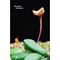 Dendrobium lichenastrum