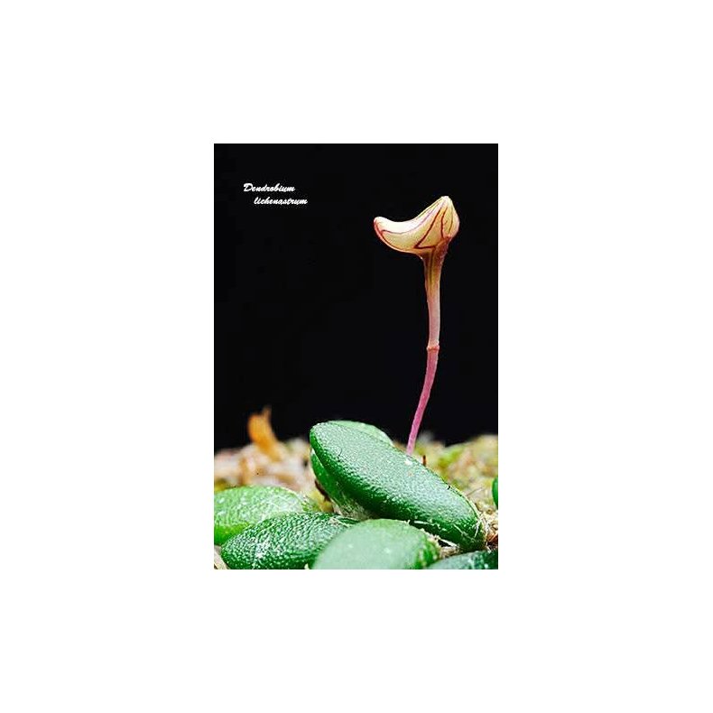 Dendrobium lichenastrum