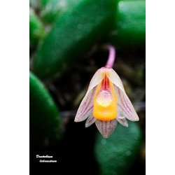 Dendrobium lichenastrum