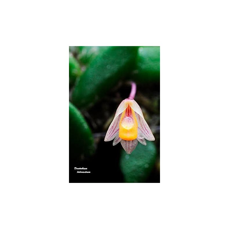 Dendrobium lichenastrum