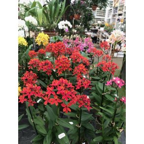 Epidendrum Nordic Fire