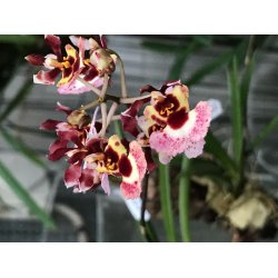 Tolumnia Jairak Rainbow - p klods