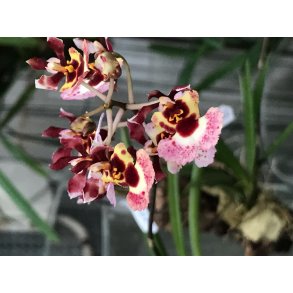 Tolumnia Jairak Rainbow - p klods