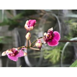 Tolumnia Jairak Rainbow - p klods