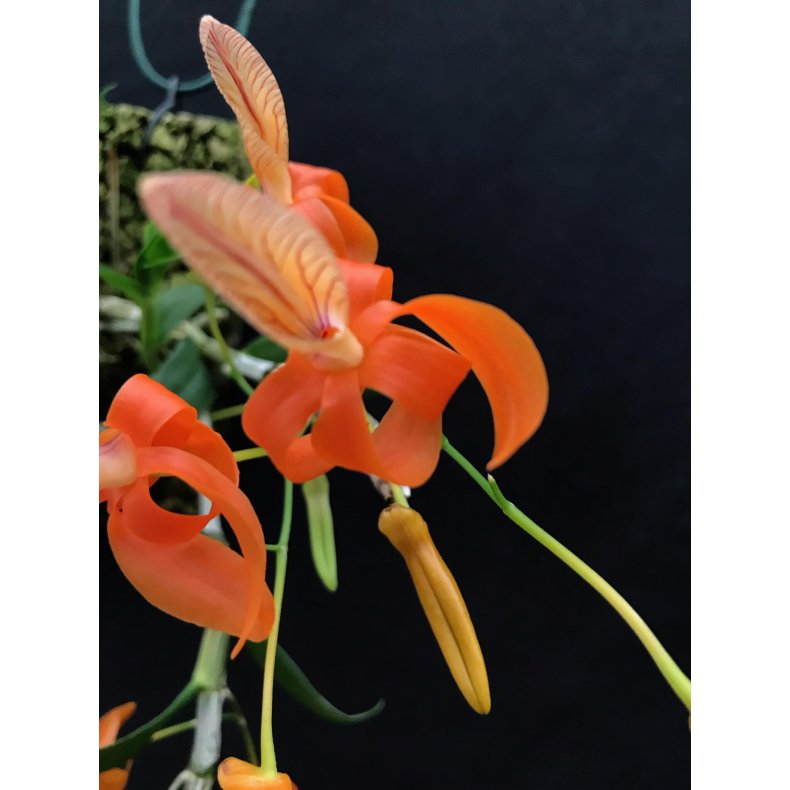 Dendrobium unicum 