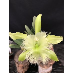 Brassavola/Rhyncolaelia digbyana