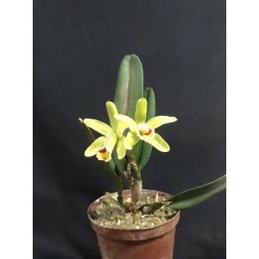 Cattleya luteola