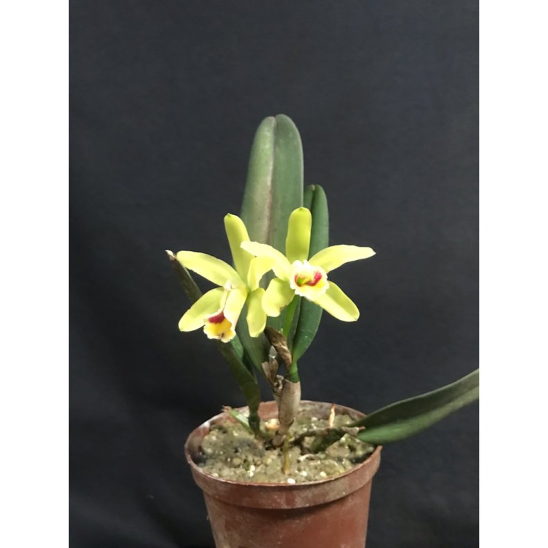 Cattleya Luteola