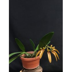 Bulbophyllum forrestii